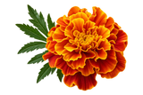 African Marigold