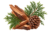 Alaskan Cedar