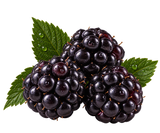 Blackberry