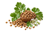 Coriander