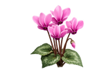 Cyclamen