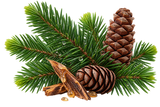 Fir