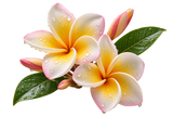 Frangipani