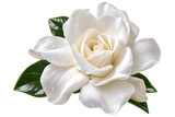 Gardenia