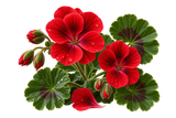 Geranium