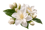 Jasmine