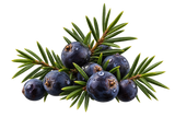Juniper