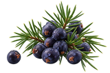 Juniper Berries