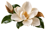 Magnolia