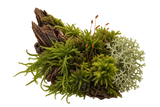 Moss