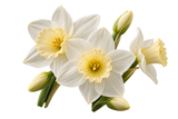 Narcissus