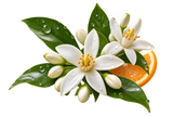 Neroli