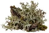Oakmoss