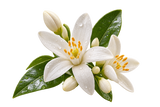 Orange Blossom