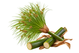 Papyrus