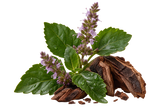 Patchouli