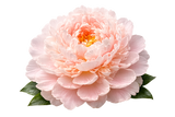 Peony