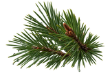 Pine Needles