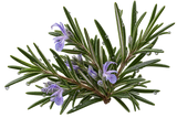 Rosemary