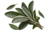 Sage