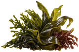 Seaweed
