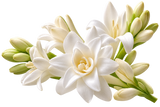 Tuberose