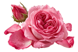 Turkish Rose