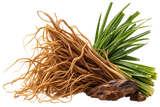 Vetiver