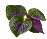 Violet Leaf