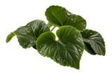 Violet Leaves