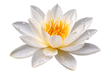 Water Lily