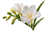 White Freesia