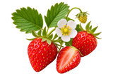 Wild Strawberry
