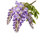Wisteria